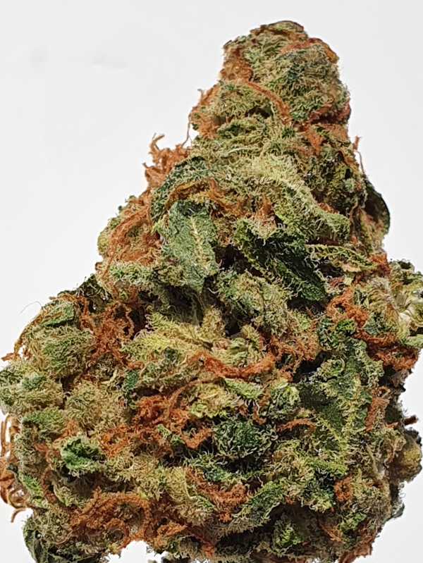 Bubblegum
