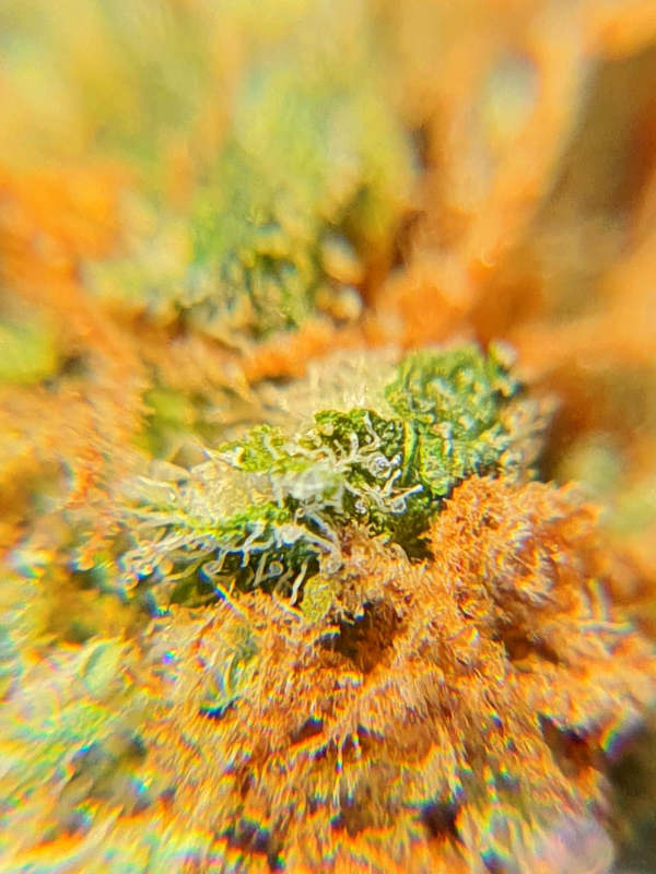Bubblegum