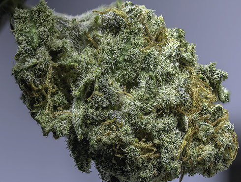 Girl Scout Cookies