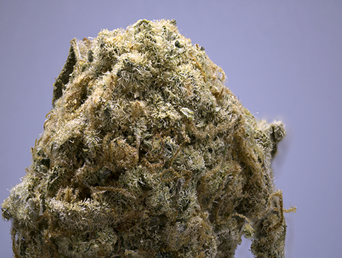 Zombie Kush