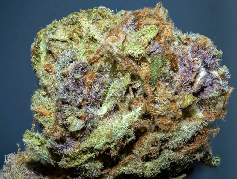 gelato 41