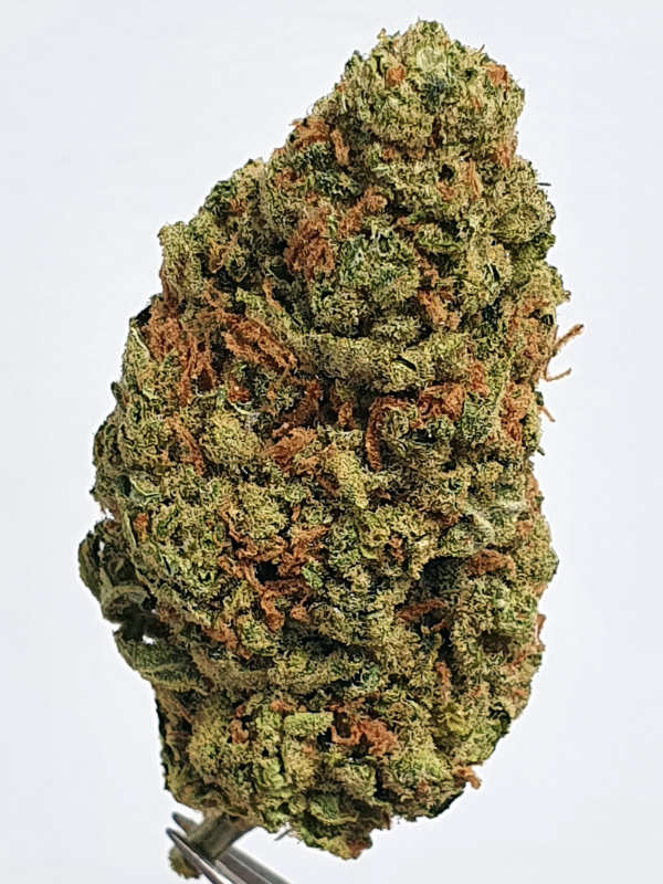 Amnesia