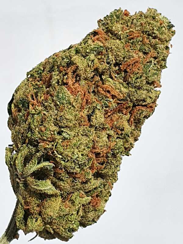 Amnesia
