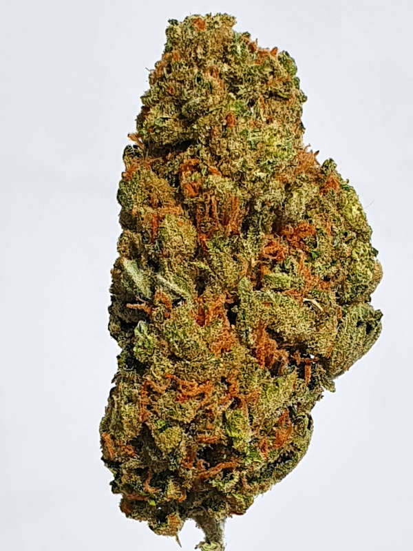 Amnesia