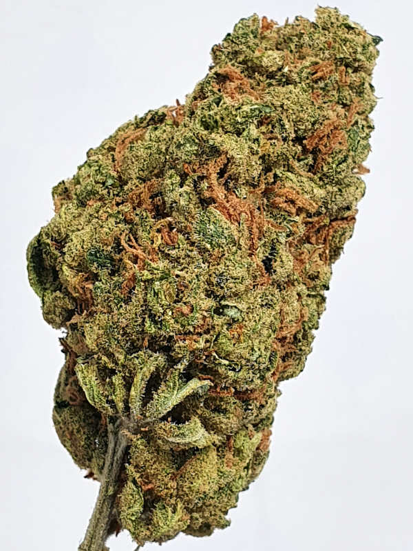 Amnesia