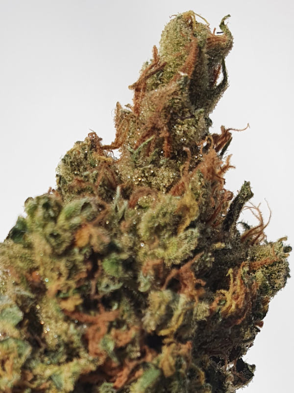 Golden Lemon