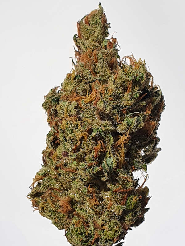 Golden Lemon
