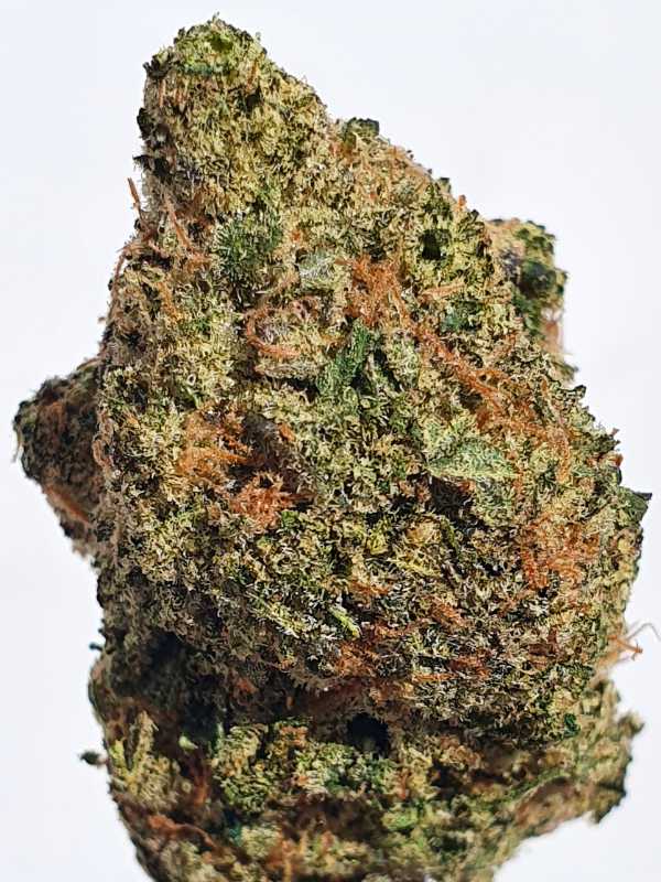 Jack Frost