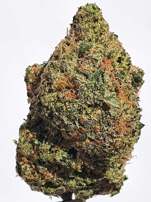 Jack Frost