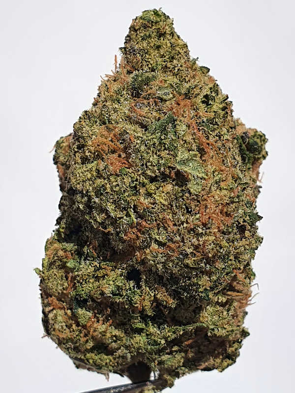 Jack Frost