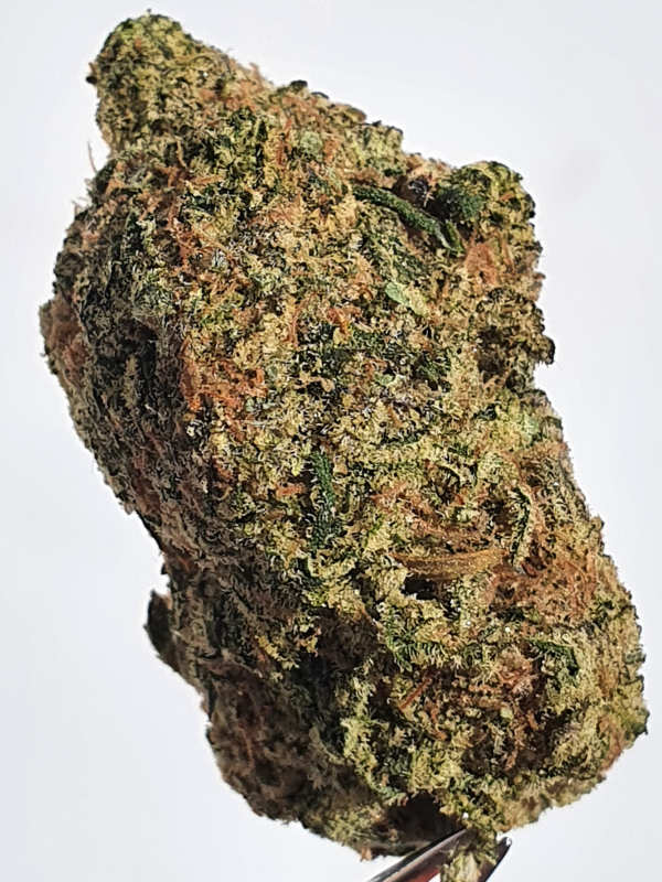 Jack Frost