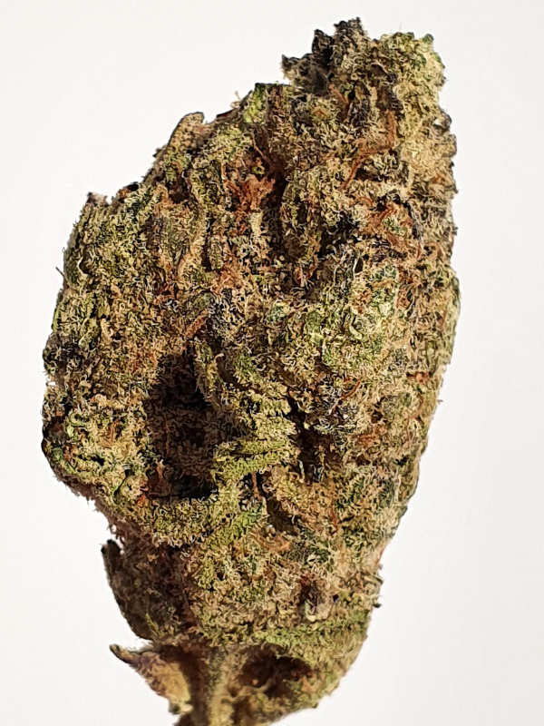 Alien 41