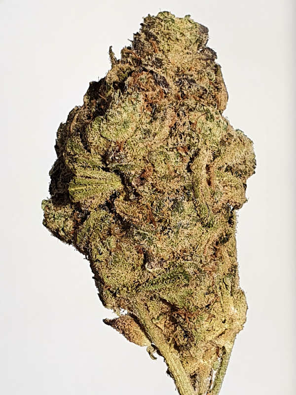 Alien 41