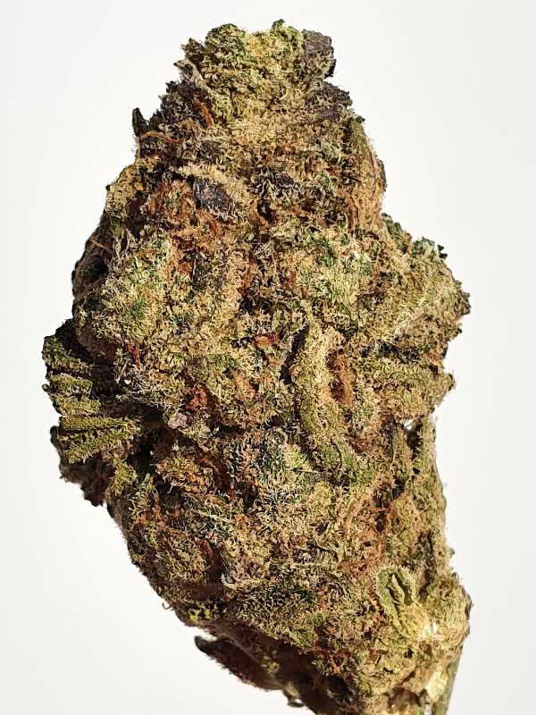 Alien 41
