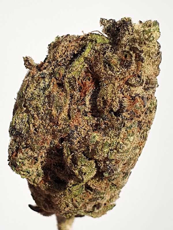 Alien 41