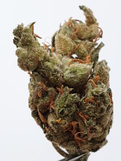 G13