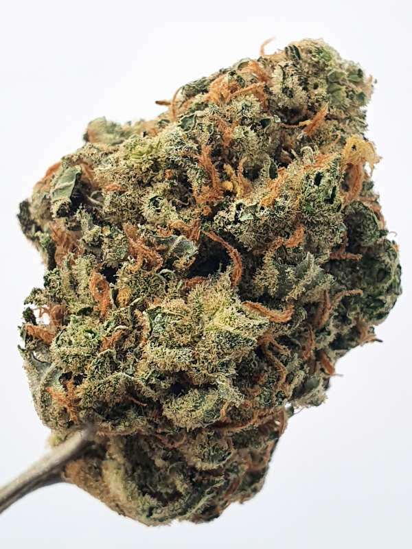 Lemon Haze