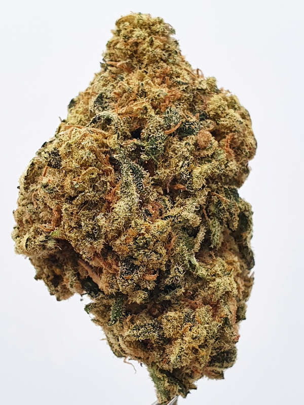 Tropicana