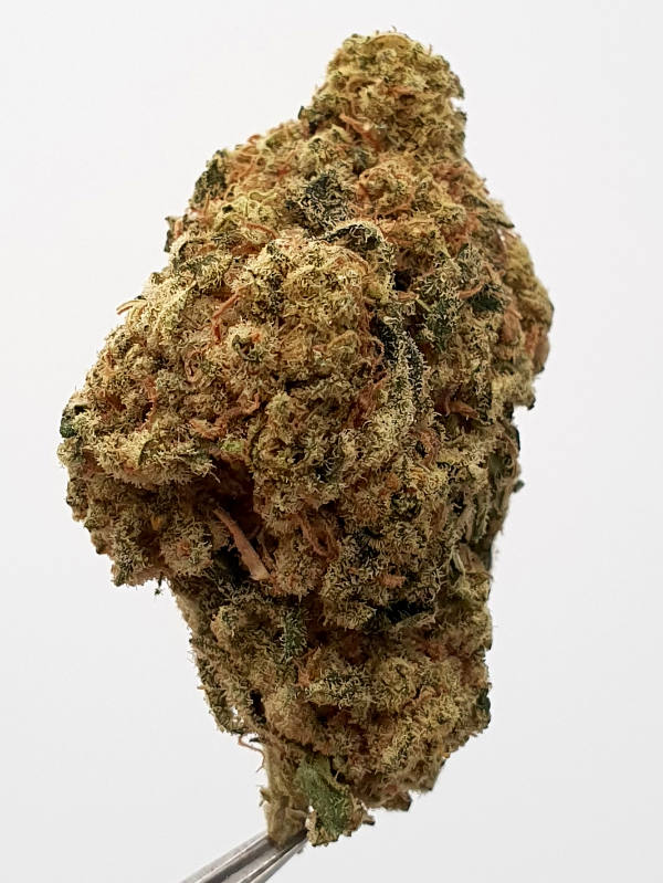 Tropicana