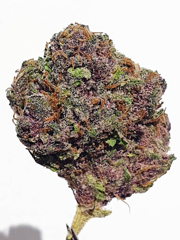 Tangie Breath