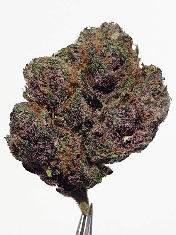 Tangie Breath