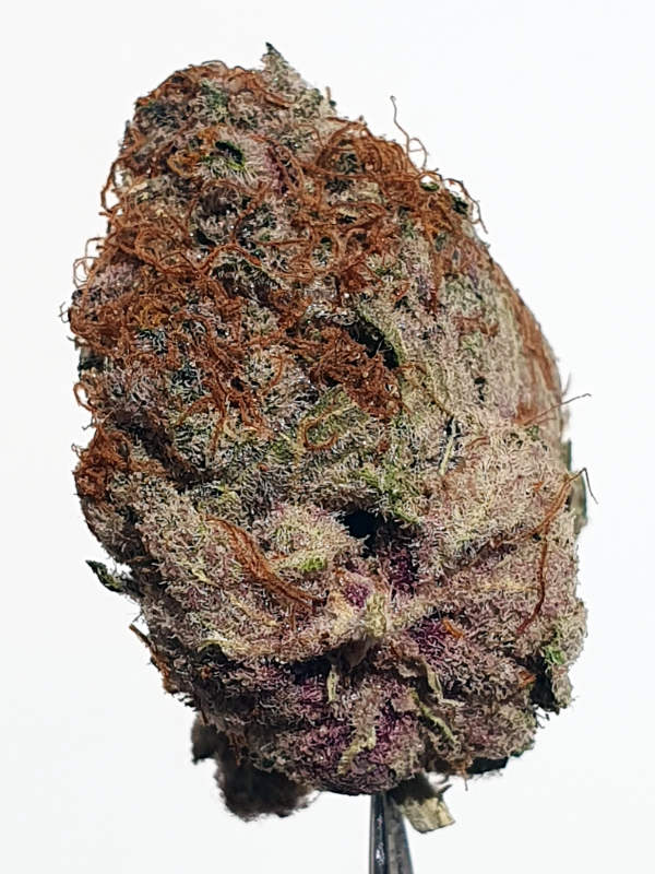 Tropicana Cherry