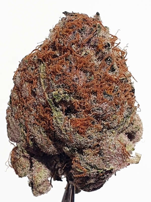 Tropicana Cherry