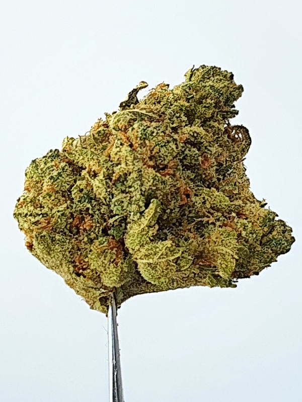 Gorilla Glue