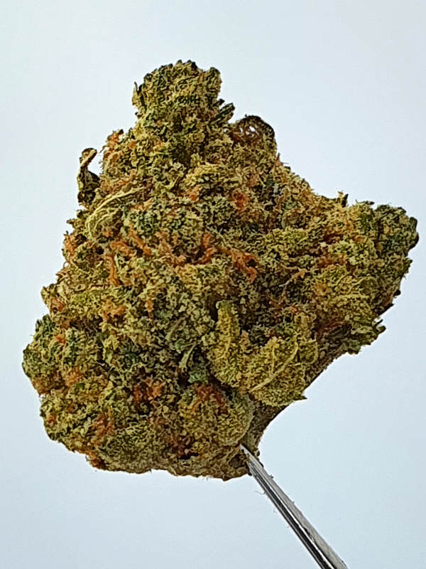 Gorilla Glue