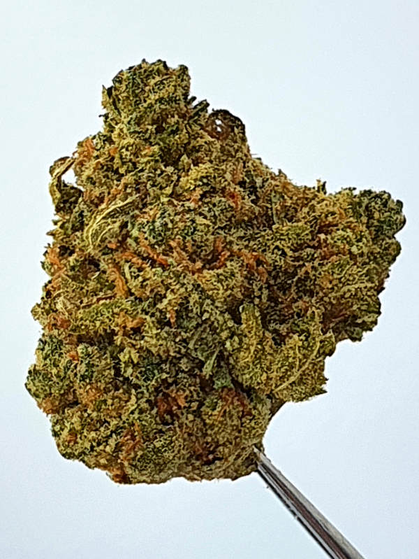 Gorilla Glue
