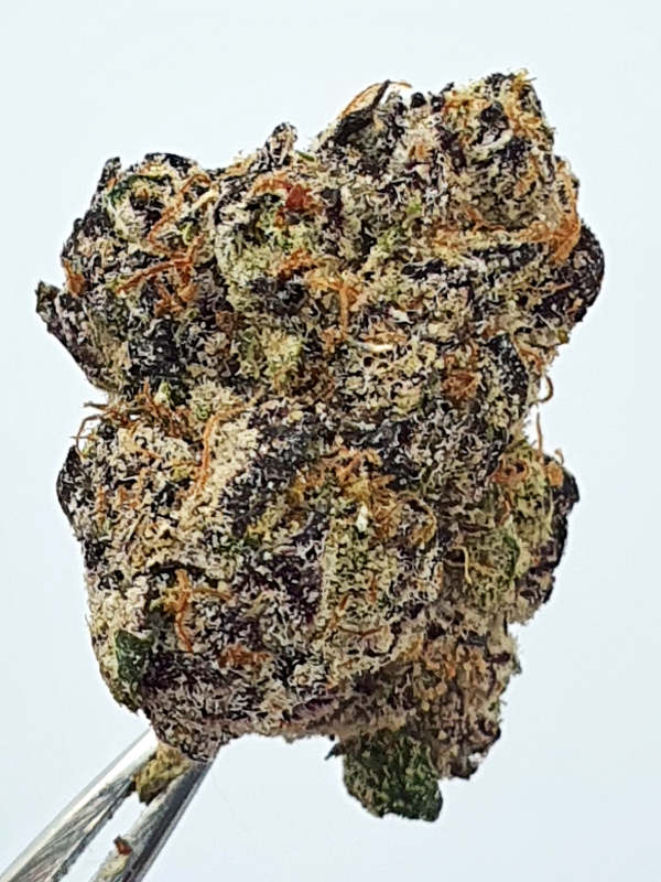 Headband OG