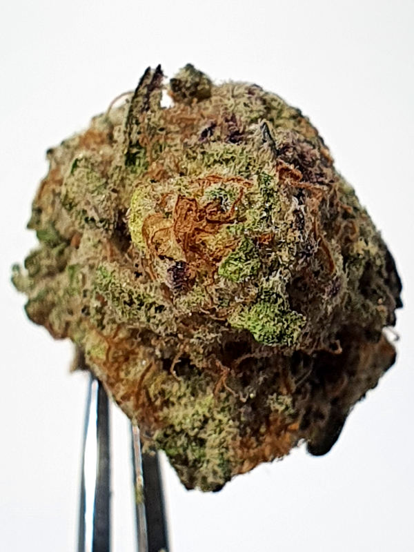 Super Snowdawg