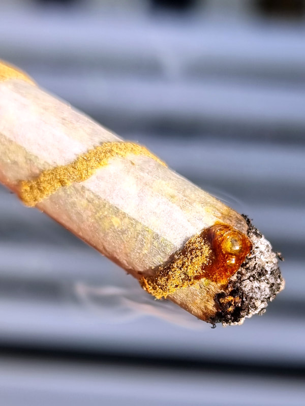 Rookies Premium Rolled Rilla Twister