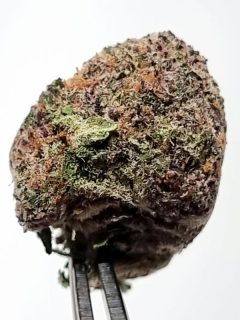 Gorilla Glue Gelato