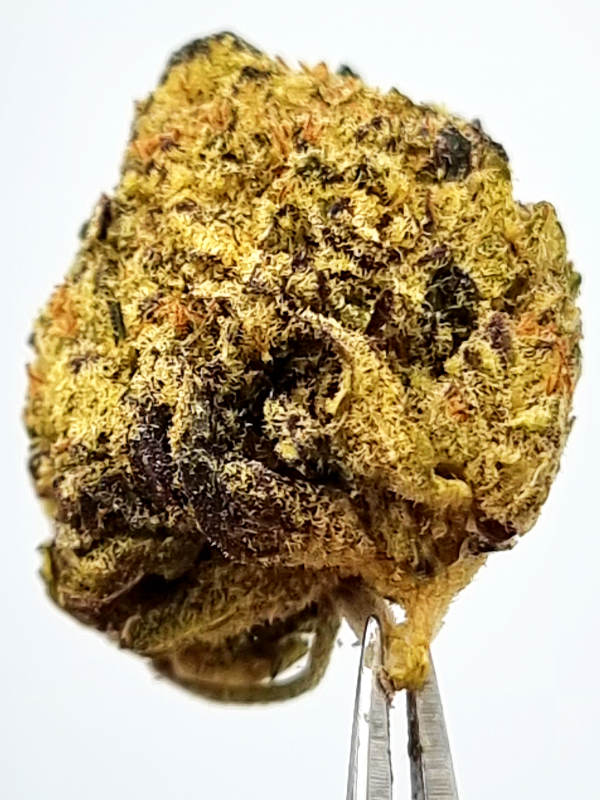 Kuchi
