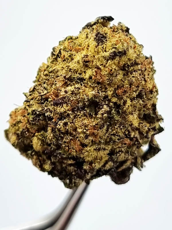 Kuchi