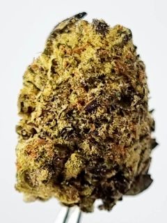 Kuchi