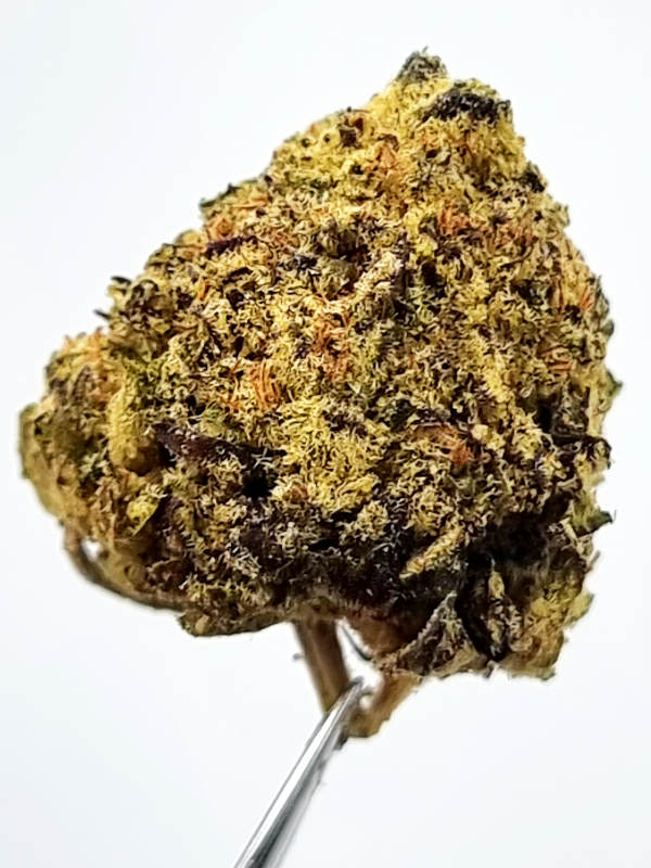 Kuchi